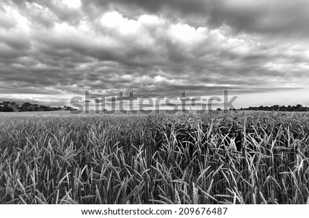 Rural landscape, wheat black and white