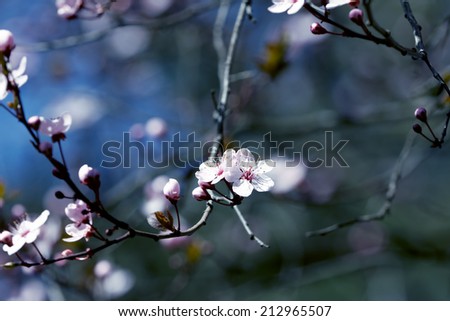 fruits blossom