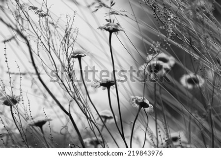 Beautiful flowers black and white