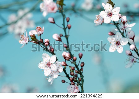 the fruits blossom in spring