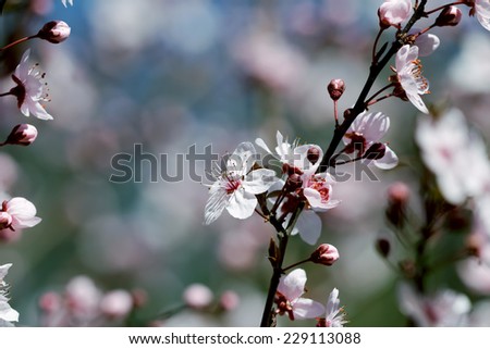 fruits blossom, spring 4