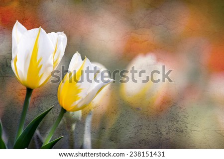 Tulips in spring, texture