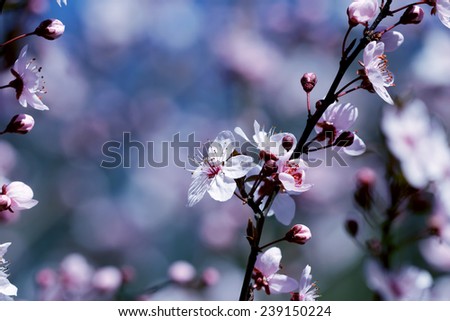 fruits blossom, spring