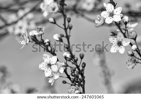fruits blossom spring, black and white