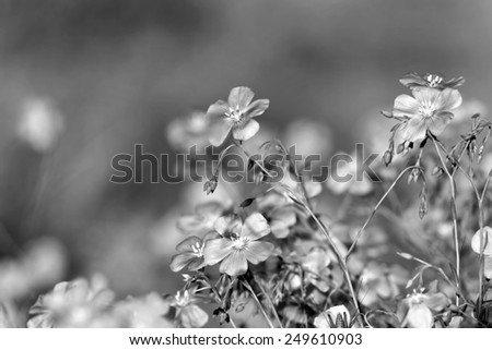 Flowers, black and white