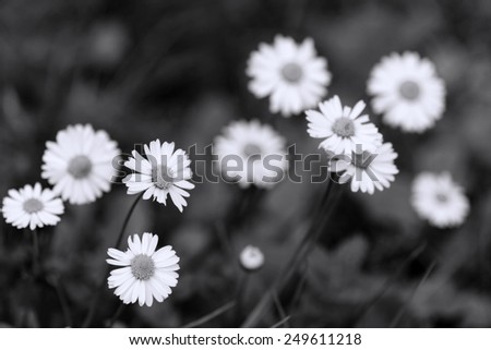 the beautiful flowers, black and white