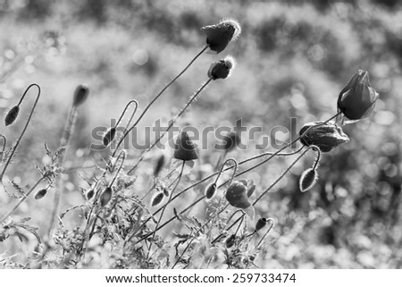 Poppy flowers, black and white