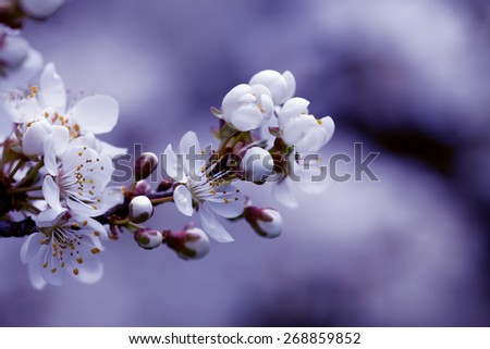 fruits blossom, spring