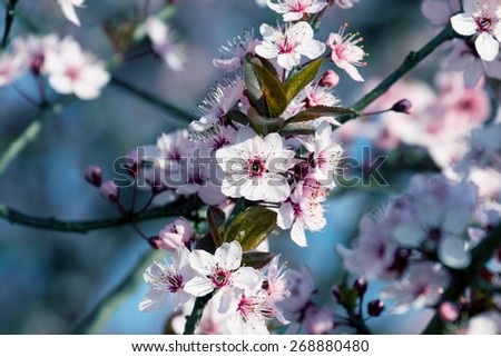 fruits blossom, april