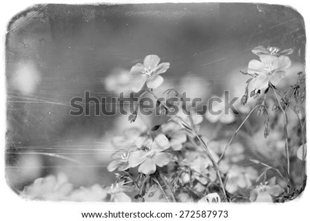 Beautiful flowers, black and white