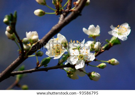 fruit blossom