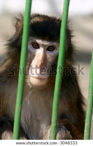 Close-up of a Monkey contemplating life behind bars