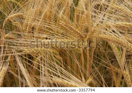 Golden barley ears, background