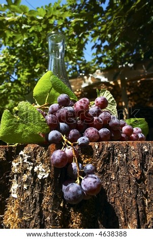 home made wine bottle and young grape vine branch in summer.