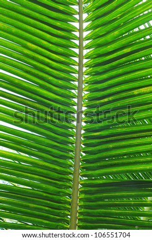 palm leaf structure