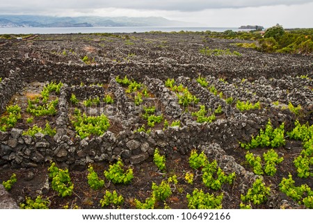 Landscape of the Pico Island Vineyard Culture has been a UNESCO World Heritage Site