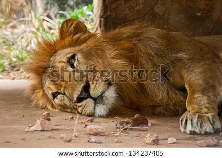 The adult lion lies in a shade in a zoo open-air cage