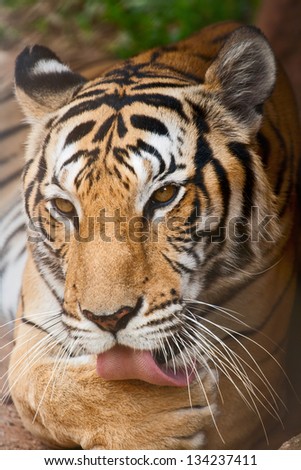 The tiger licks a paw, close up