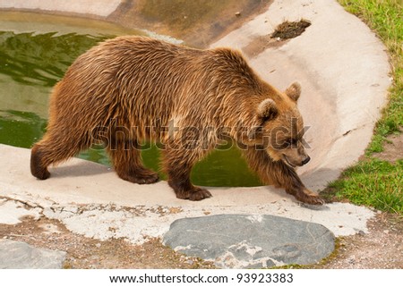 The brown bear walks in a zoo open-air cage
