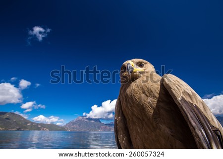 Big bird on the Lugu lake, Yunnan, China, Asia