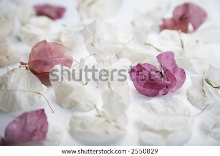 white and rose petals on plain background
