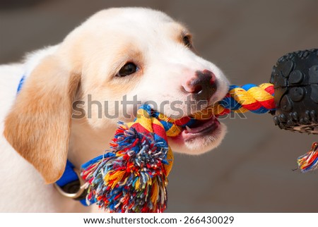 Adorable Labrador retriever puppy playing tug of war with a colorful rope