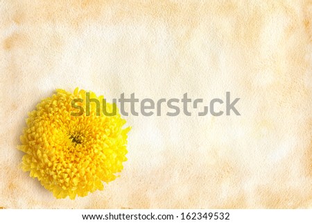 Chrysanthemum flower on textured watercolor vintage brown paper, room for text.