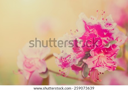 Spring branch of blooming pink rhododendron in peachy retro colors, room for text.