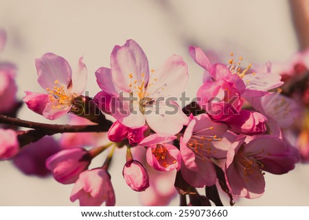 Spring almond branch with pink blossoms against the clear sky in peachy retro colors.