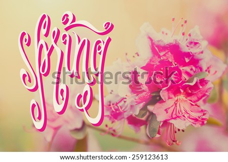 Hand drawn word Spring over a branch of blooming pink rhododendron in peachy retro colors.