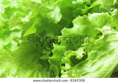 Close-up of lettuce leaves, nice dieting or vegetarian background.