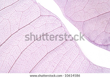 Close-up of two purple skeleton leaves isolated on white.