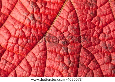 Red autumn leaf structure close-up.