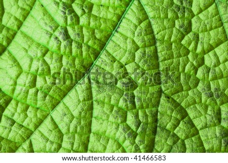 Green leaf structure close-up.