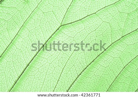 Close-up of green dried skeleton leaf structure.