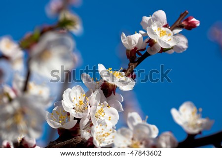 Apricot (Prunus armeniaca) branch with white blossoms against rich blue sky.