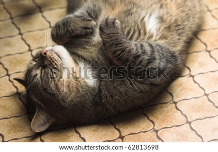 Funny tubby cat lying on it\'s back on the floor.