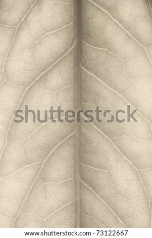Extreme closeup of an almost transparent autumn leaf structure, shallow dof.