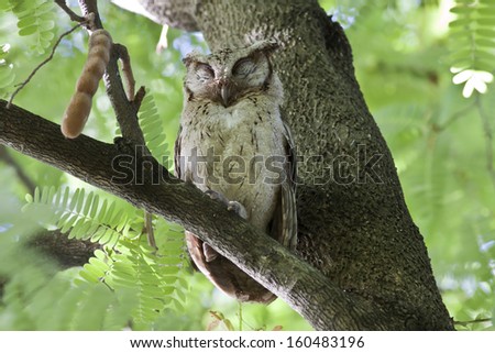Collared scops owl, Bird of Thailand