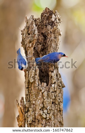 Colorful bird, female Velvet-fronted Nuthatch (Sitta frontallis), standing on the dead tree