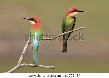 Couple of Chestnut-headed Bee-eaters,Bird of thailand