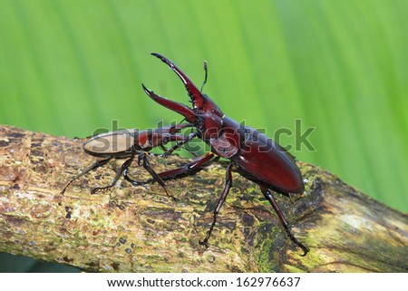 Stag beetle,Beetles of Thailand