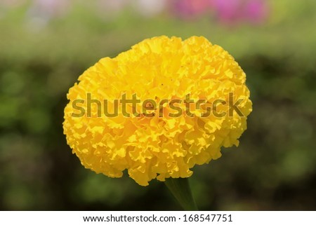Field Marigold,flower in Thailand