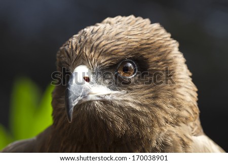 Eyes looking of the eagle (Black kite, Pariah kite)