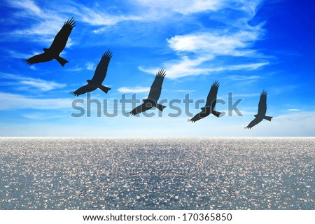 Shadow of birds flying to the cloud and in the sea, the bright blue sky,concept