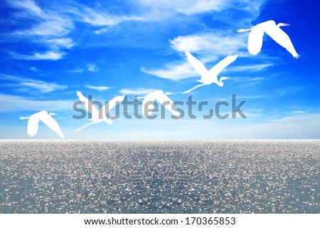 White of birds flying to the cloud and in the sea, the bright blue sky,concept