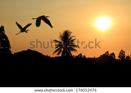 Silhouette flying birds and trees at sunset