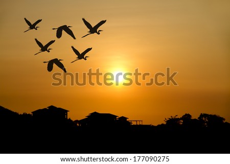 silhouette flying birds through the village at sunset.