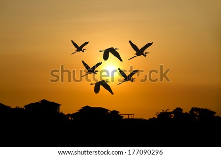 silhouette flying birds through the village at sunset.