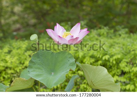 Pink Lotus flower plants in thailand (Indian Lotus, Sacred Lotus, Bean of India)
